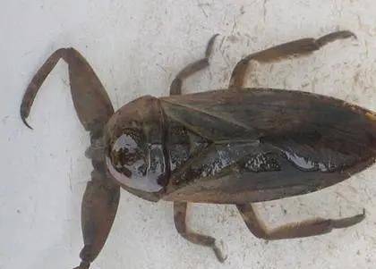 "水中霸王"水知了:连毒蛇都是它的家常菜,口感却比螃蟹还鲜美