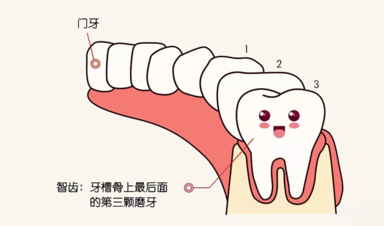 智齿一定要拔吗?不拔会怎么样?