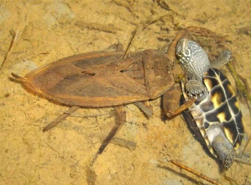 "水中霸王"水知了:连毒蛇都是它的家常菜,口感却比螃蟹还鲜美