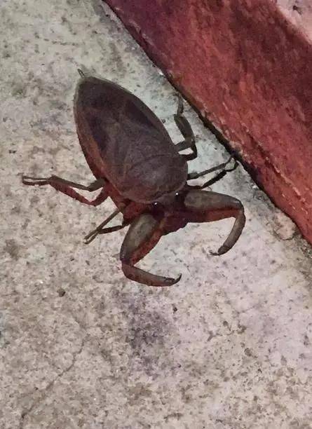 "水中霸王"水知了:连毒蛇都是它的家常菜,口感却比螃蟹还鲜美