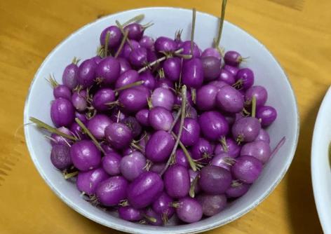 铜锤玉带草,果实如铜锤,食药兼备,珍贵不容错过