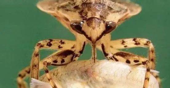 "水中霸王"水知了:连毒蛇都是它的家常菜,口感却比螃蟹还鲜美