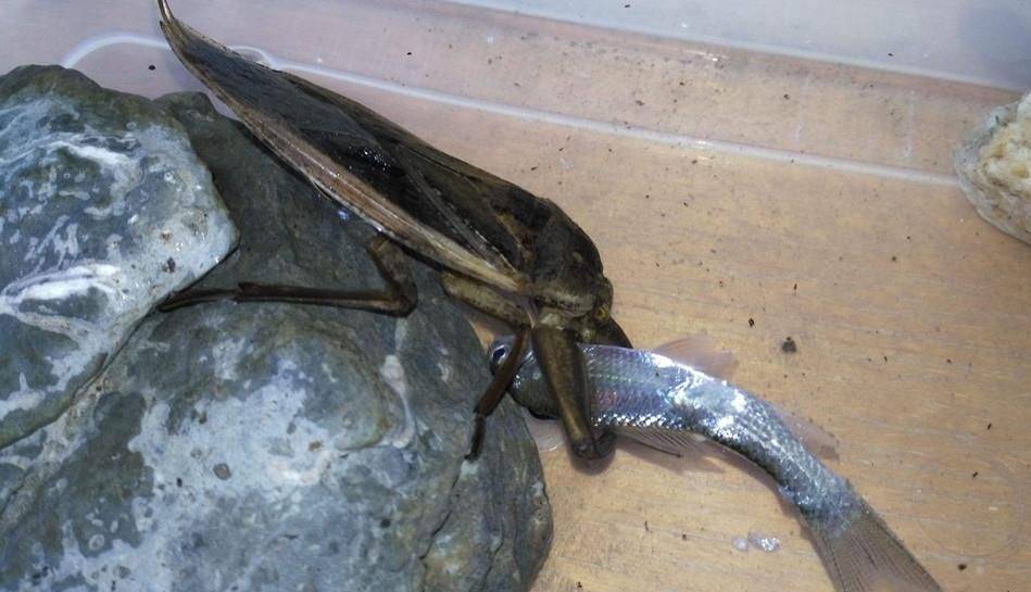 "水中霸王"水知了:连毒蛇都是它的家常菜,口感却比螃蟹还鲜美