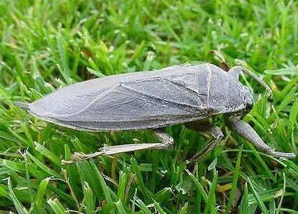 "水中霸王"水知了:连毒蛇都是它的家常菜,口感却比螃蟹还鲜美