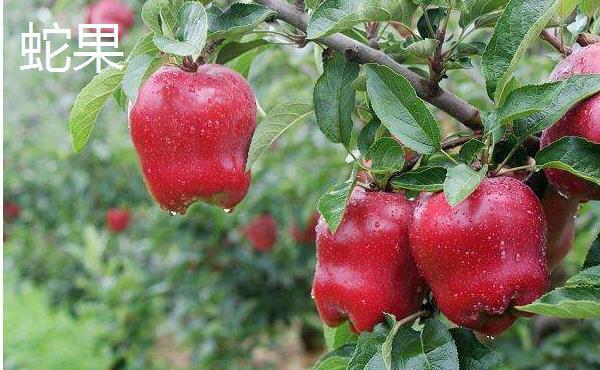 苹果与蛇果的区别及风味对比