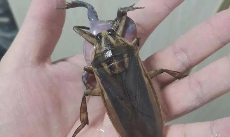 "水中霸王"水知了:连毒蛇都是它的家常菜,口感却比螃蟹还鲜美