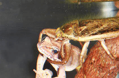 "水中霸王"水知了:连毒蛇都是它的家常菜,口感却比螃蟹还鲜美