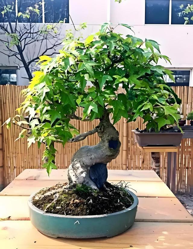 如何养护唐枫盆景?让唐枫更旺盛的秘诀