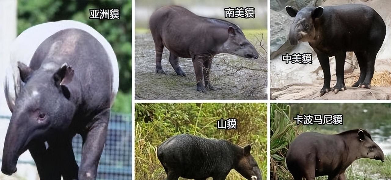 上古神兽"食梦貘"现身江苏,传说中以梦为食,中国境内已经灭绝