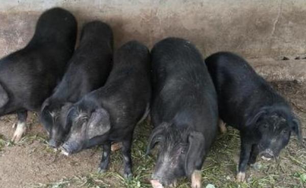 融水黑香猪养殖技术要点:养殖场选址与管理建议