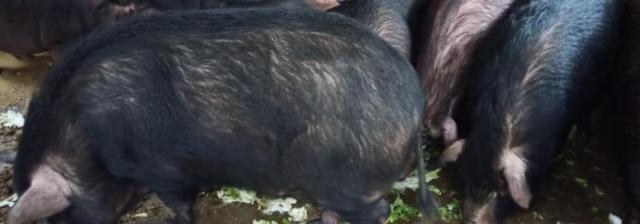 融水黑香猪养殖技术要点:养殖场选址与管理建议