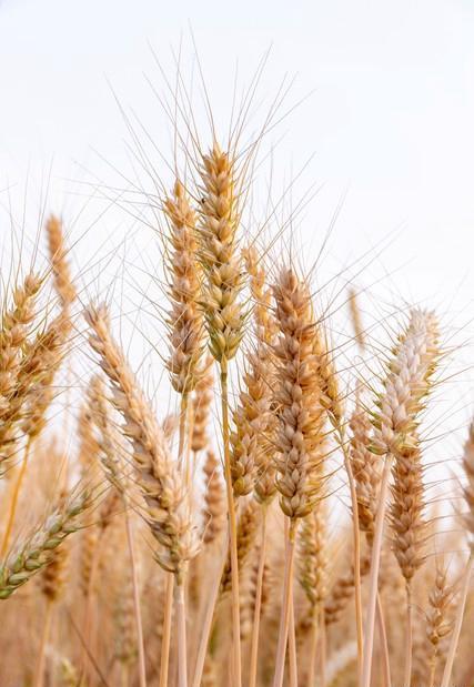 农大761小麦品种的详细介绍