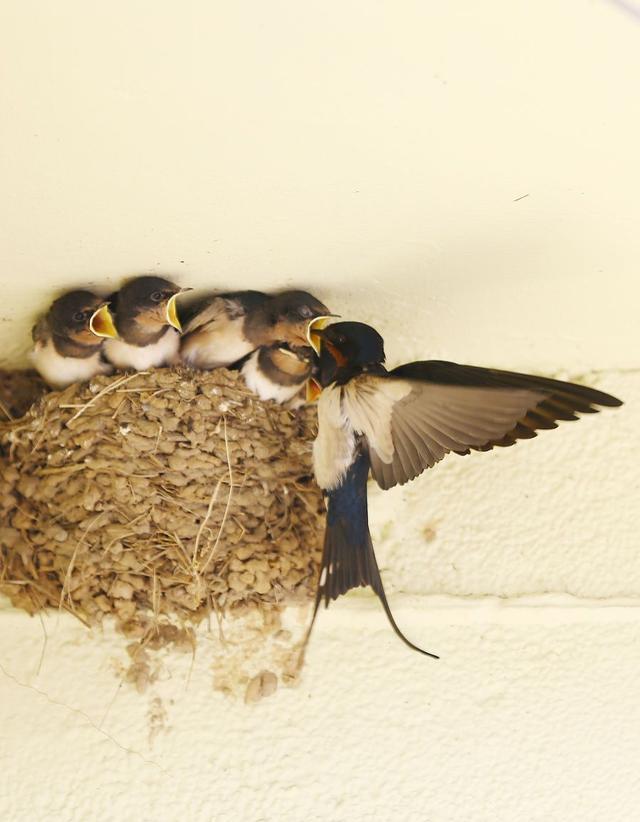 过去燕子窝下干干净净,现在为什么全是粪便?原因是什么