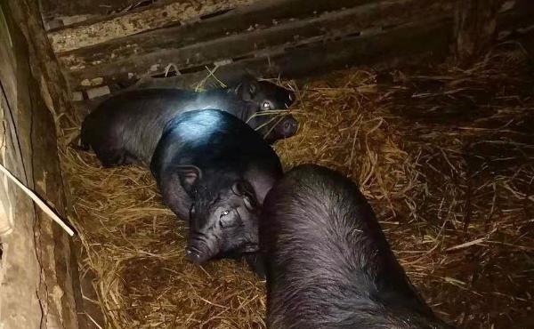 融水黑香猪养殖技术要点:养殖场选址与管理建议