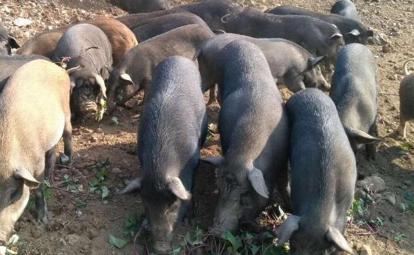 融水黑香猪养殖技术要点:养殖场选址与管理建议