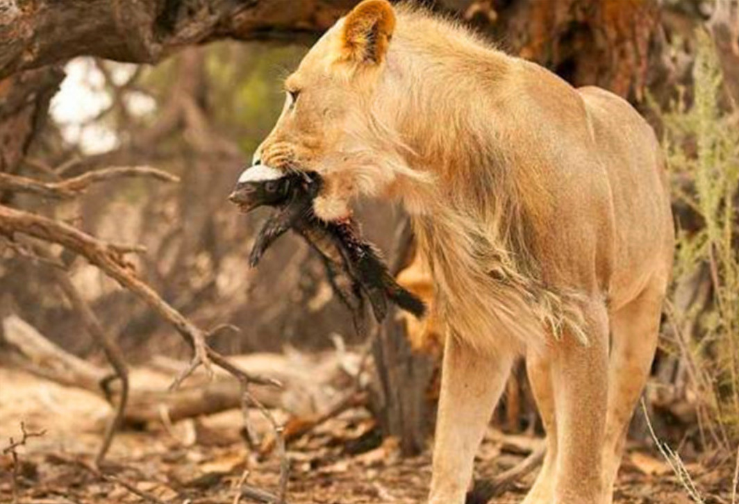 回顾:平头哥蜜獾的天敌众多,但没一种对它有严重危害真是不好惹