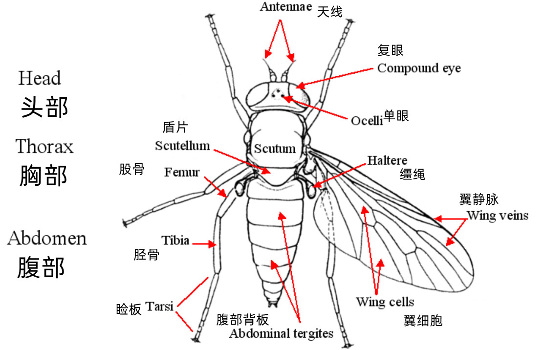 苍蝇有几条腿图片图片