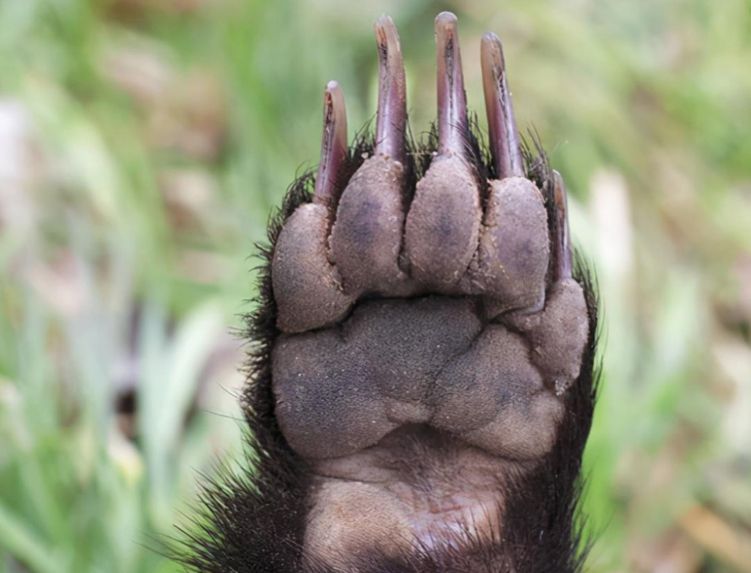 回顾:平头哥蜜獾的天敌众多,但没一种对它有严重危害真是不好惹