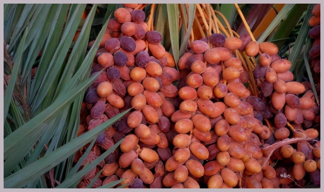 60年前红极一时的"伊拉克蜜枣",曾被当糖果吃,怎么消失了