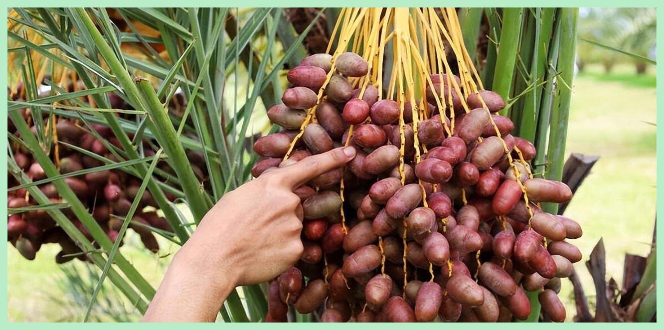 60年前红极一时的"伊拉克蜜枣",曾被当糖果吃,怎么消失了