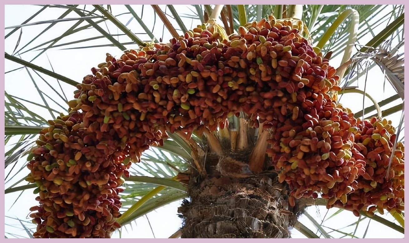 60年前红极一时的"伊拉克蜜枣",曾被当糖果吃,怎么消失了