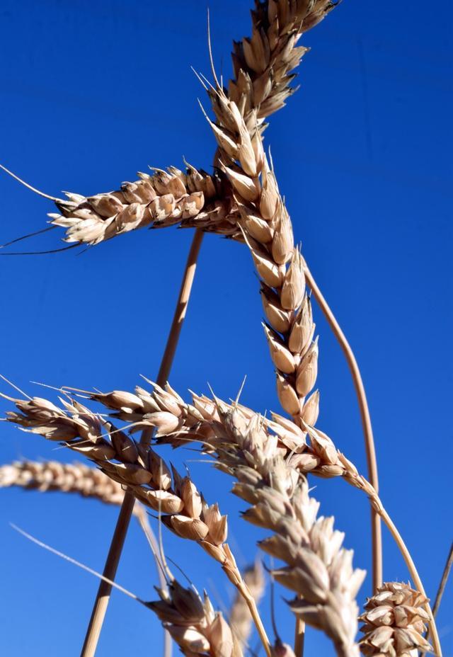 农大761小麦品种简介