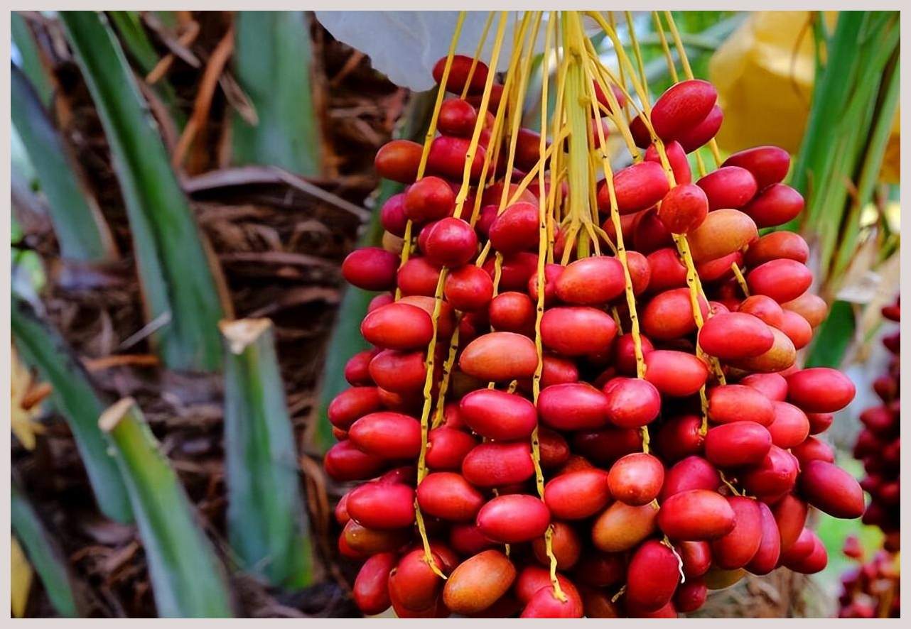 60年前红极一时的"伊拉克蜜枣",曾被当糖果吃,怎么消失了