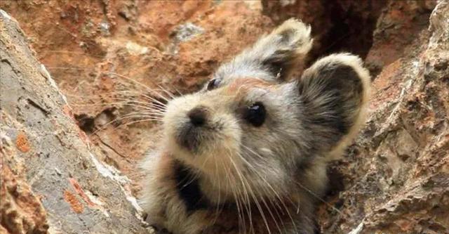 红柳娃 baijiahao.baidu.com