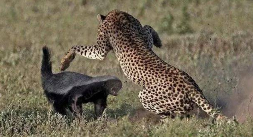 回顾:平头哥蜜獾的天敌众多,但没一种对它有严重危害真是不好惹