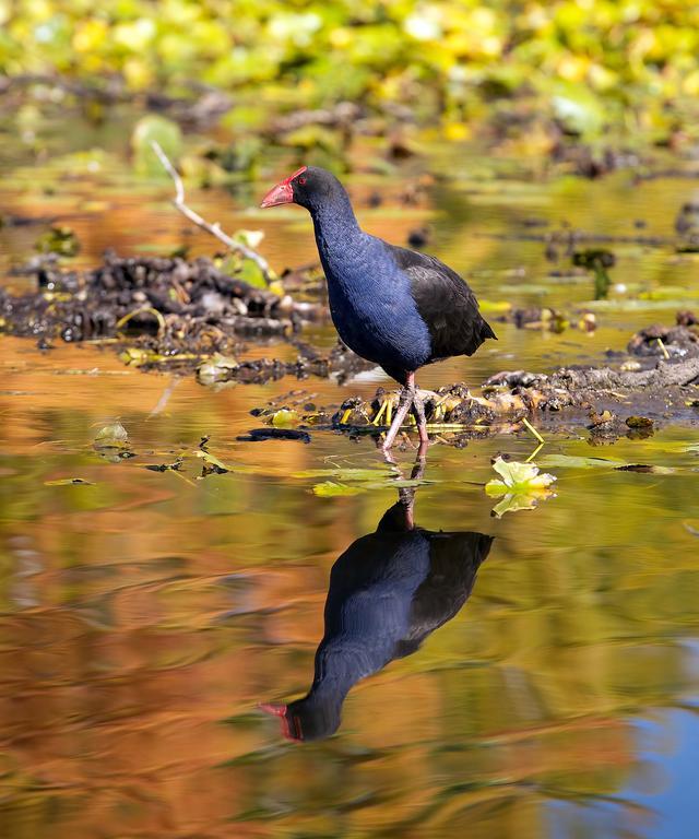 野生黑水鸡是保护动物吗?捡到的黑水鸡可以养吗?