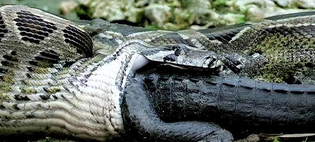 美国再遭生物入侵,30万只缅甸蟒泛滥成灾,体长高达9米重400斤