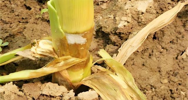 玉米茎基腐病的有效农药及使用技巧