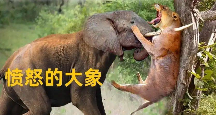 发情期的大象有多恐怖?如果找不到配偶来繁衍,就拿犀牛来泄愤