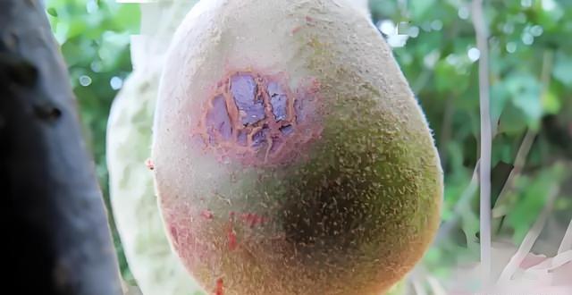 猕猴桃软腐病的高发季节及预防措施