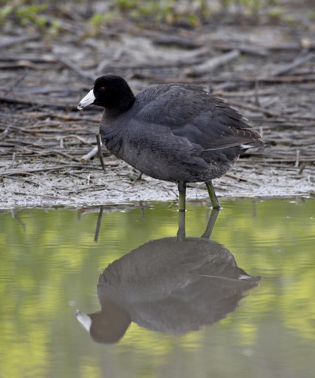 野生黑水鸡是保护动物吗?捡到的黑水鸡可以养吗?