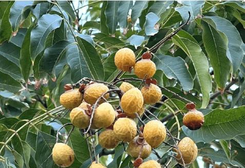 洗手果:珍贵植物解析及利用方法