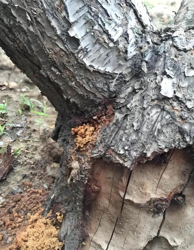 桃树钻心虫的危害及最佳药物