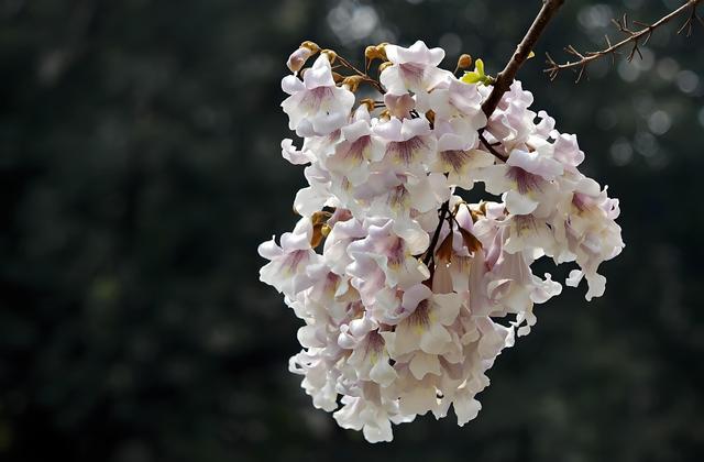 梧桐花的花期及颜色和文化寓意