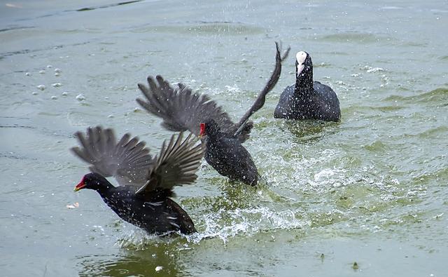 野生黑水鸡是保护动物吗?捡到的黑水鸡可以养吗?