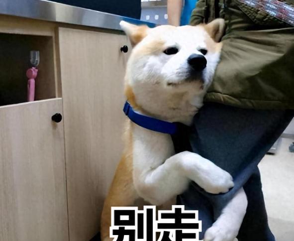 狗狗"抱大腿"的含义,你了解吗?