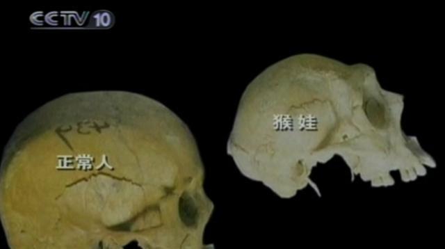 86年,摄影师在神农架拍到"猴娃",专家推测是野人,结局如何?