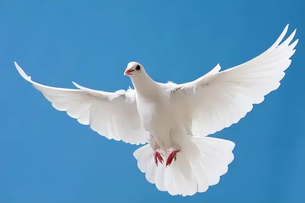 回顾 信鸽在空中飞行上千