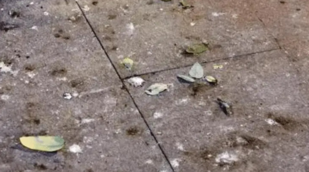 回顾:以前燕子窝下面干干净净,为何如今燕子窝下面却都是粪便?