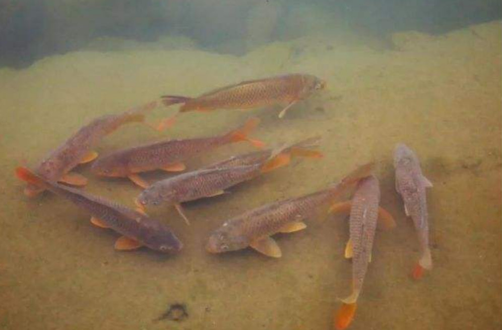 回顾:连续28年未进行捕捞,三峡水库中的鱼大的已经长到多大了?