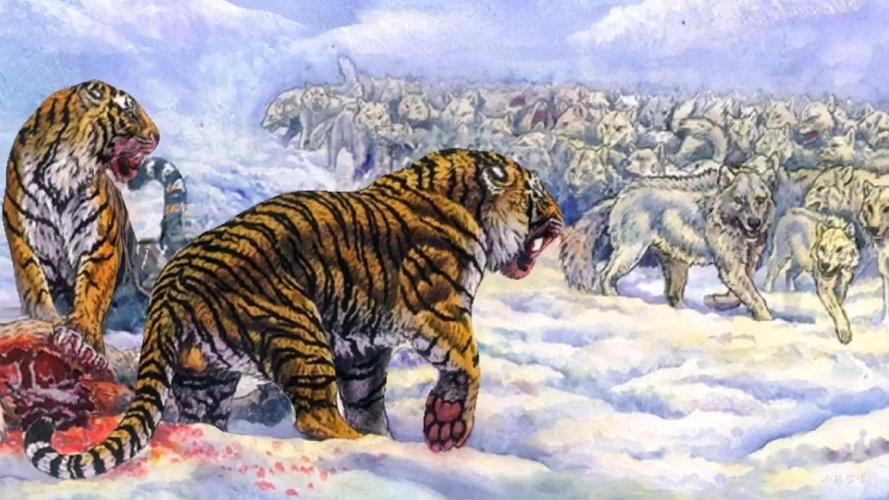 回顾:为什么有人说老虎周边不会出现大型的狼群?这是为什么呢?