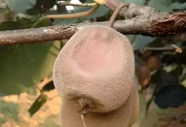 猕猴桃软腐病的高发时期及预防措施!