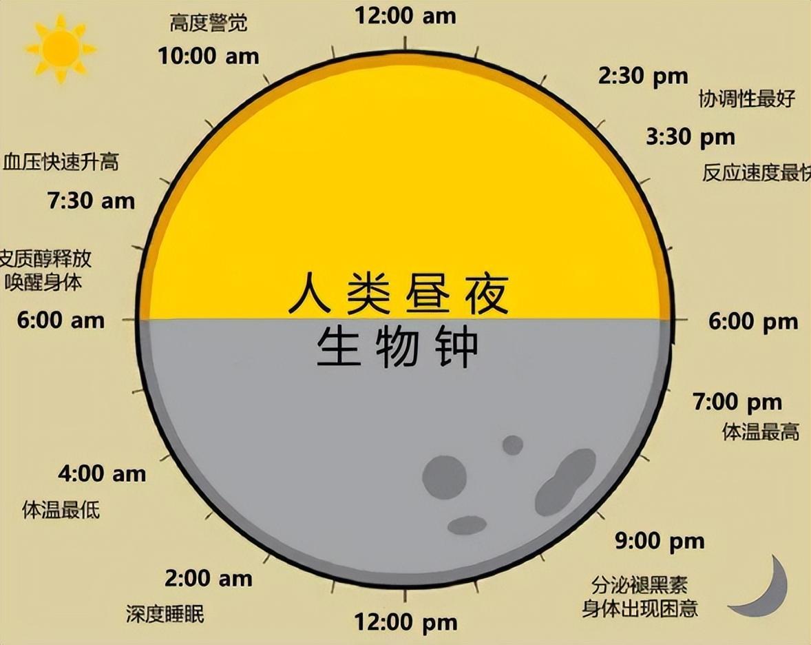 回顾:公鸡怎么知道时间为何每天都能准时打鸣?直到13年才被破解