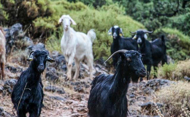 黑山羊养殖的技术与管理方法!