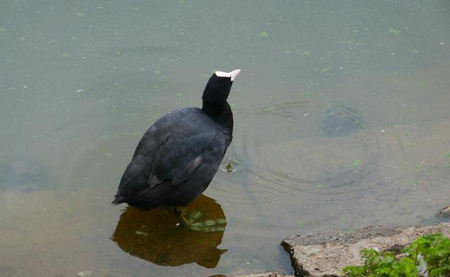 野生黑水鸡是保护动物吗?捡到后是否可以养殖?