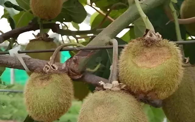 猕猴桃软腐病的高发时期及预防措施!